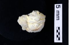 Foto (Detailansicht) von Pithonoton marginatum (von Meyer, 1842) (NHMW-GEO-1990-0041-0352)